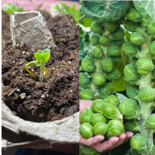 Antes e depois do cultivo — Canteiro no quintal · Bento Gonçalves, RS