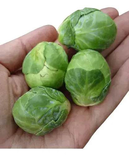 Colheita de couve de Bruxelas de Ana Ribeiro em Gramado, RS
