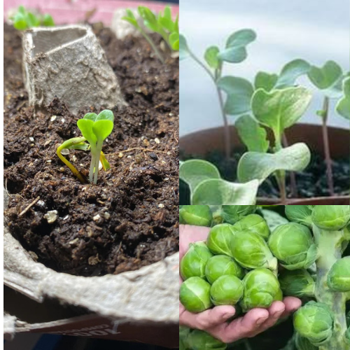 Antes e depois do cultivo — Varanda de apartamento · Curitiba, PR